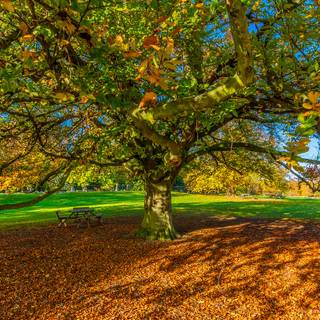 Desktop autumn leaves wallpaper
