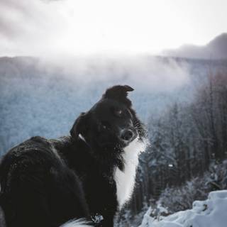 Dogs black winter wallpaper