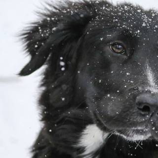 Dogs black winter wallpaper
