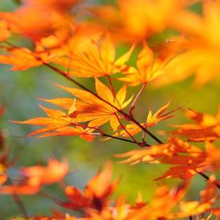 Desktop autumn leaves wallpaper