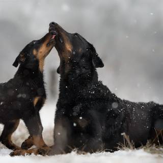 Dogs black winter wallpaper