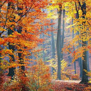 Desktop autumn leaves wallpaper