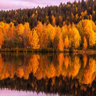 Autumn forest vertical wallpaper