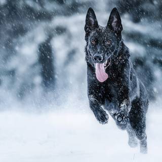 Dogs black winter wallpaper