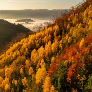 Clean autumn wallpaper