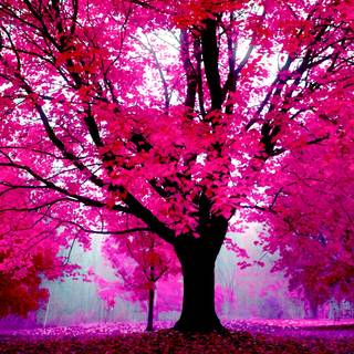 Fall pink computer wallpaper