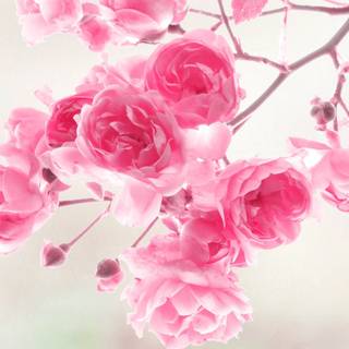 Fall pink computer wallpaper