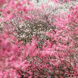 Fall pink computer wallpaper