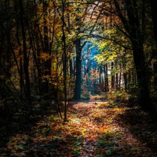 Vertical autumn dark wallpaper