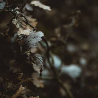 Vertical autumn dark wallpaper