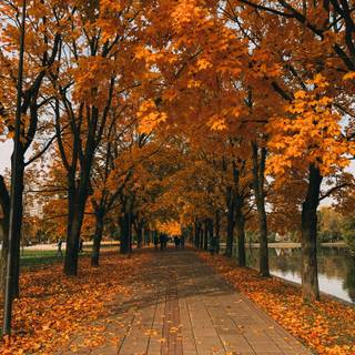 Clean autumn wallpaper