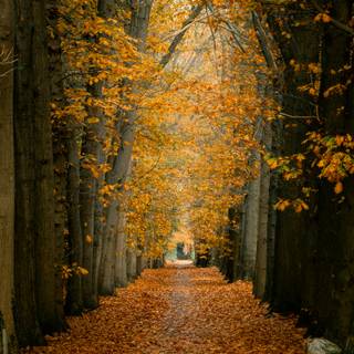 Autumn road HD wallpaper