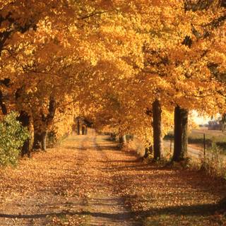 Clean autumn wallpaper