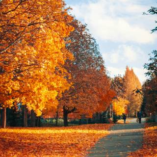 Clean autumn wallpaper