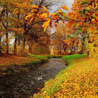 Clean autumn wallpaper