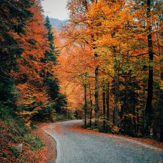 Autumn road HD wallpaper