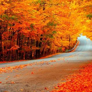 Autumn road HD wallpaper