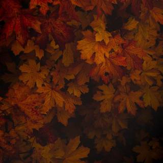 Vertical autumn dark wallpaper