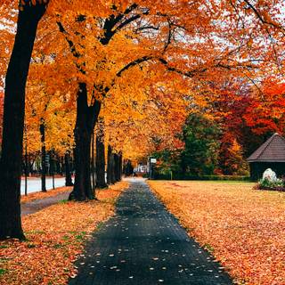Autumn road HD wallpaper