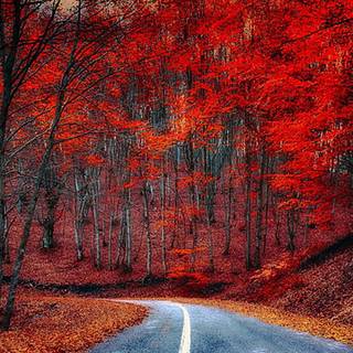 Autumn road HD wallpaper
