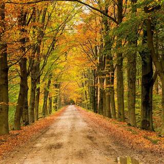 Autumn road HD wallpaper