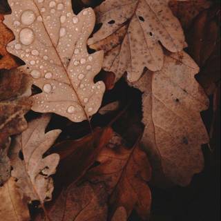 Autumn aesthetic brown wallpaper
