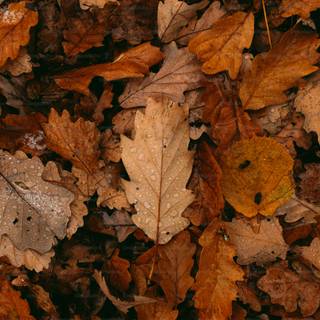Autumn aesthetic brown wallpaper
