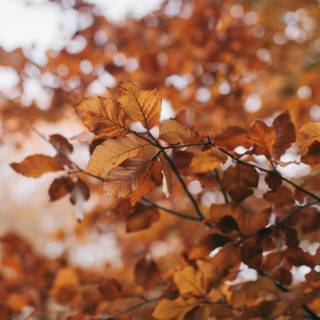 Autumn aesthetic brown wallpaper