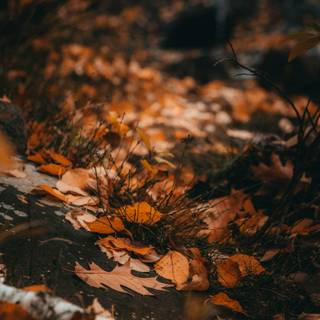 Autumn aesthetic brown wallpaper