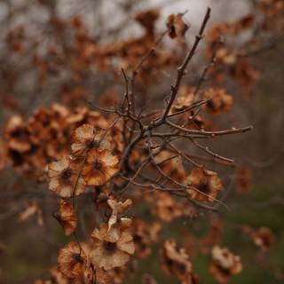 Autumn aesthetic brown wallpaper
