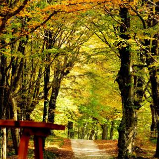 Vertical autumn dark wallpaper