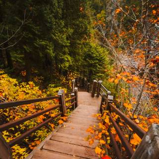 Vertical autumn dark wallpaper