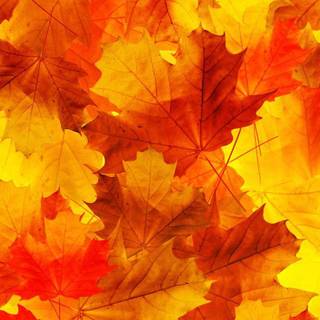 Autumn pastel orange wallpaper