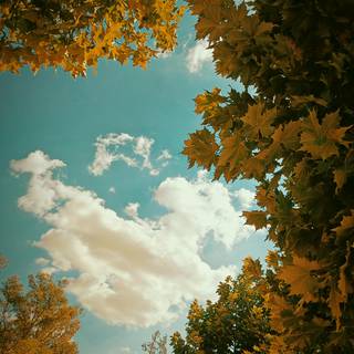 Cloudy autumn iPhone wallpaper