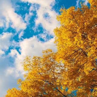 Cloudy autumn iPhone wallpaper