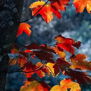 Autumn iPhone leaves wallpaper