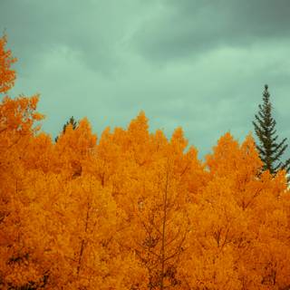 Cloudy autumn iPhone wallpaper