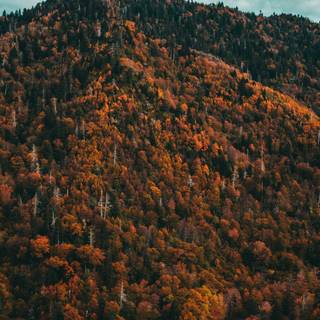 Cloudy autumn iPhone wallpaper