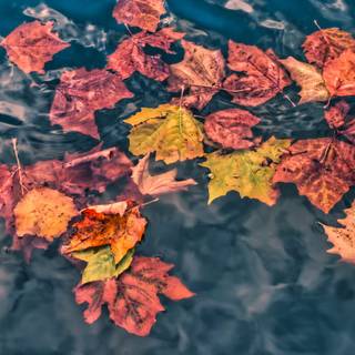 Autumn art 4k wallpaper