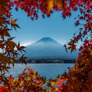 Autumn art 4k wallpaper