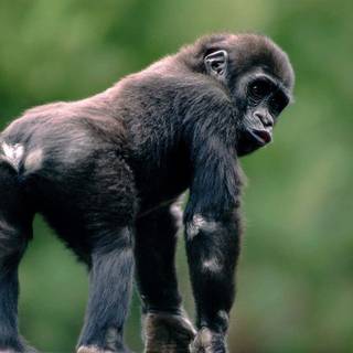 Big black monkey wallpaper