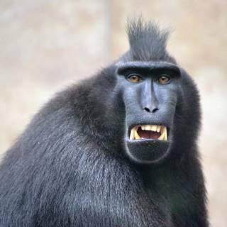 Big black monkey wallpaper