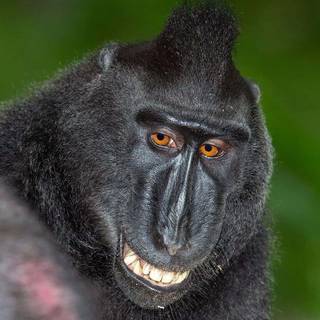 Big black monkey wallpaper