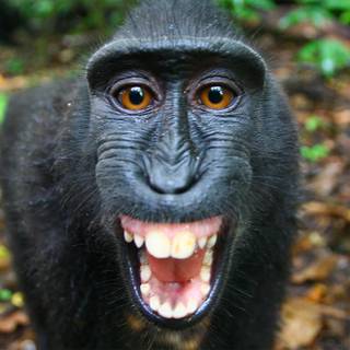 Big black monkey wallpaper