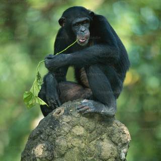 Big black monkey wallpaper