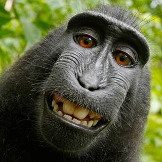 Big black monkey wallpaper