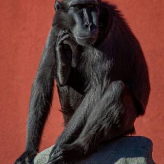 Big black monkey wallpaper