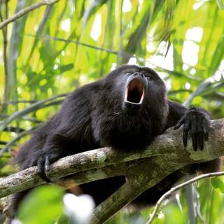 Big black monkey wallpaper