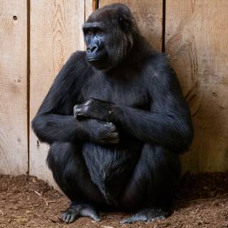 Big black monkey wallpaper