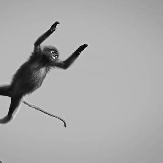 Big black monkey wallpaper